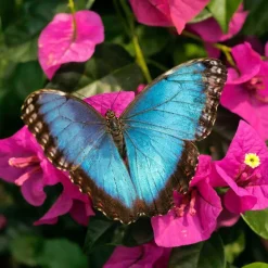 Sale Blue Morpho Butterfly Wing Earrings Earrings