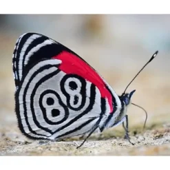 Online 88 Butterfly Wing Necklace Necklaces