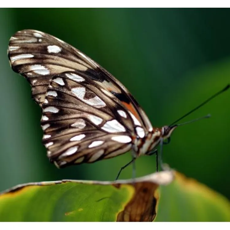 Best Juno Silverspot Butterfly Wing Necklace Necklaces