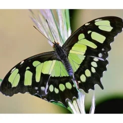 Discount Malachite Wing Butterfly Necklace Necklaces