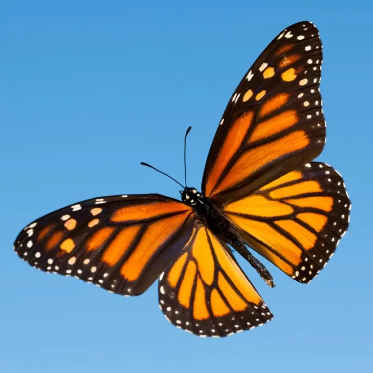 Clearance Monarch Butterfly Wing Earrings Earrings