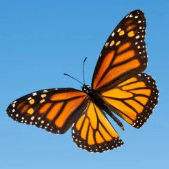 Online Monarch Butterfly Wing Necklace Necklaces