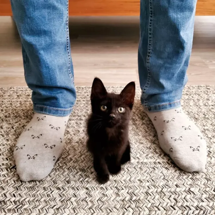 New Socks That Save Cats Socks