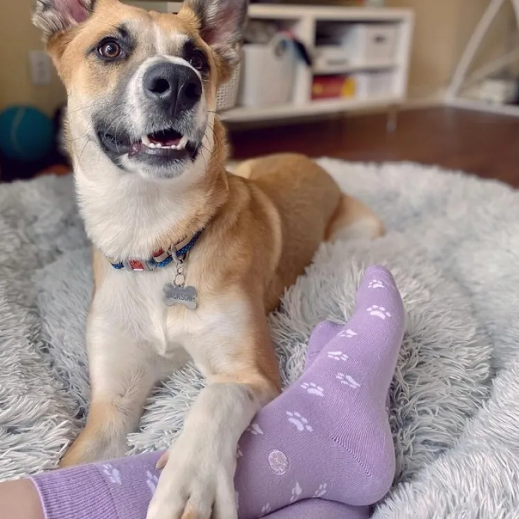 Online Socks That Save Dogs Lavender Socks